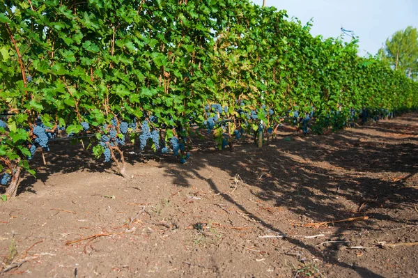 Vineyards at sunset in autumn harvest. Ripe grapes in fall season. Close up of bunches of red wine grapes on vine in a sunset.