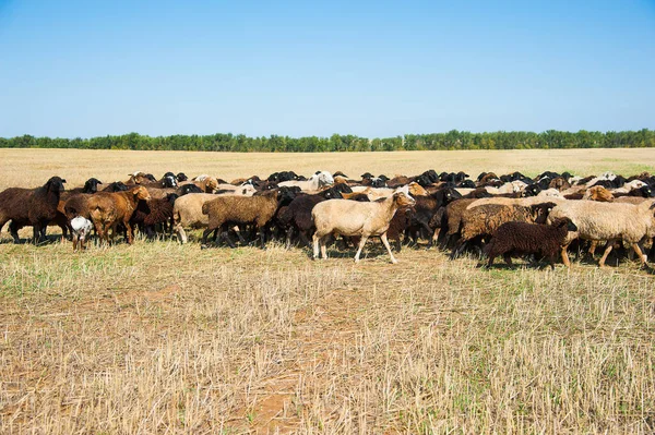 Flock Sheep Meadow Sheep Running — Stock Photo, Image