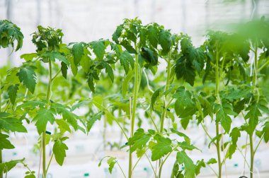 Büyük endüstriyel seranın içinde büyüyen domates bitkileri. Sanayi tarımı