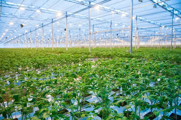 一排排西红柿在大工业温室里生长 工业农业 — 图库照片