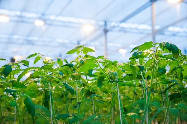 Reihen Von Tomatenpflanzen Wachsen Innerhalb Eines Großen Industriellen Gewächshauses Industrielle — Stockfoto