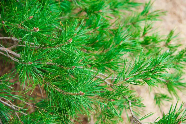 Las Ramas Brillantes Verdes Espinosas Del Abeto Pino — Foto de Stock