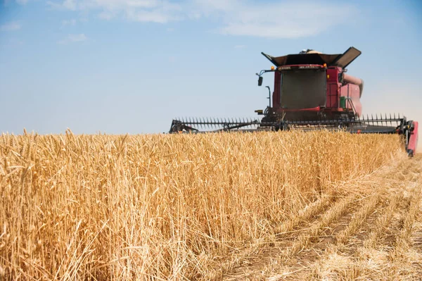 小麦畑に収穫機を青空と組み合わせる — ストック写真