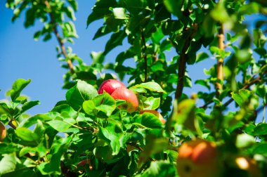 Elmalar yeşil yaprakların arasında bir dalda yetişir. Elma bahçesi