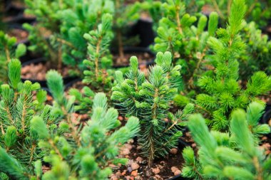 Çam fidanları, ladin, köknar ve diğer kozalaklı ağaçlar, saksılarda, fidanlıklarda..