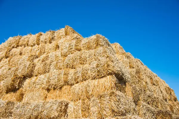 Hay Storage Shed Full Bales Hay Farm — Stock Photo, Image