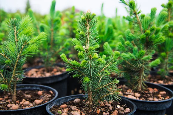 Saplings Pinheiro Abeto Abeto Outras Coníferas Vasos Viveiro Plantas — Fotografia de Stock