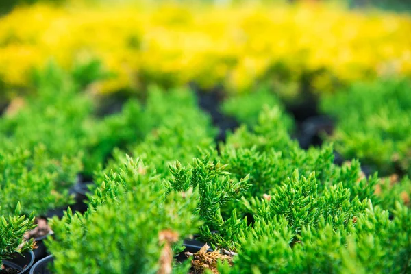 Saplings Pinheiro Abeto Abeto Outras Coníferas Vasos Viveiro Plantas — Fotografia de Stock