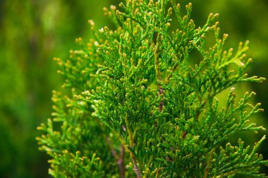 Çam fidanları, ladin, köknar ve diğer kozalaklı ağaçlar, saksılarda, fidanlıklarda..