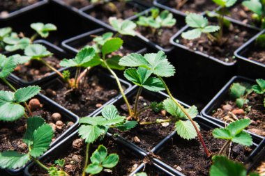 Çilek fidanları siyah, plastik kaplar büyür ve kreşte satılır.