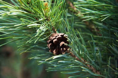 Çam fidanları, ladin, köknar ve diğer kozalaklı ağaçlar, saksılarda, fidanlıklarda..