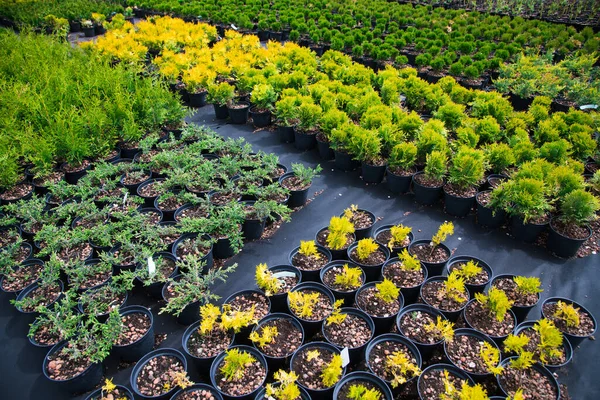 Plantas Pino Abeto Abeto Otros Árboles Coníferas Macetas Viveros —  Fotos de Stock