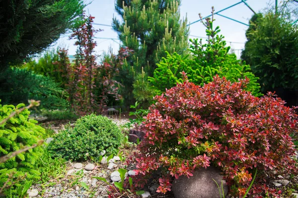 Arbustos Barberry Para Jardinería Del Paisaje Plantados Tinas Aire Libre — Foto de Stock