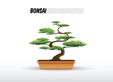 Bonsai vektör çizim bitki