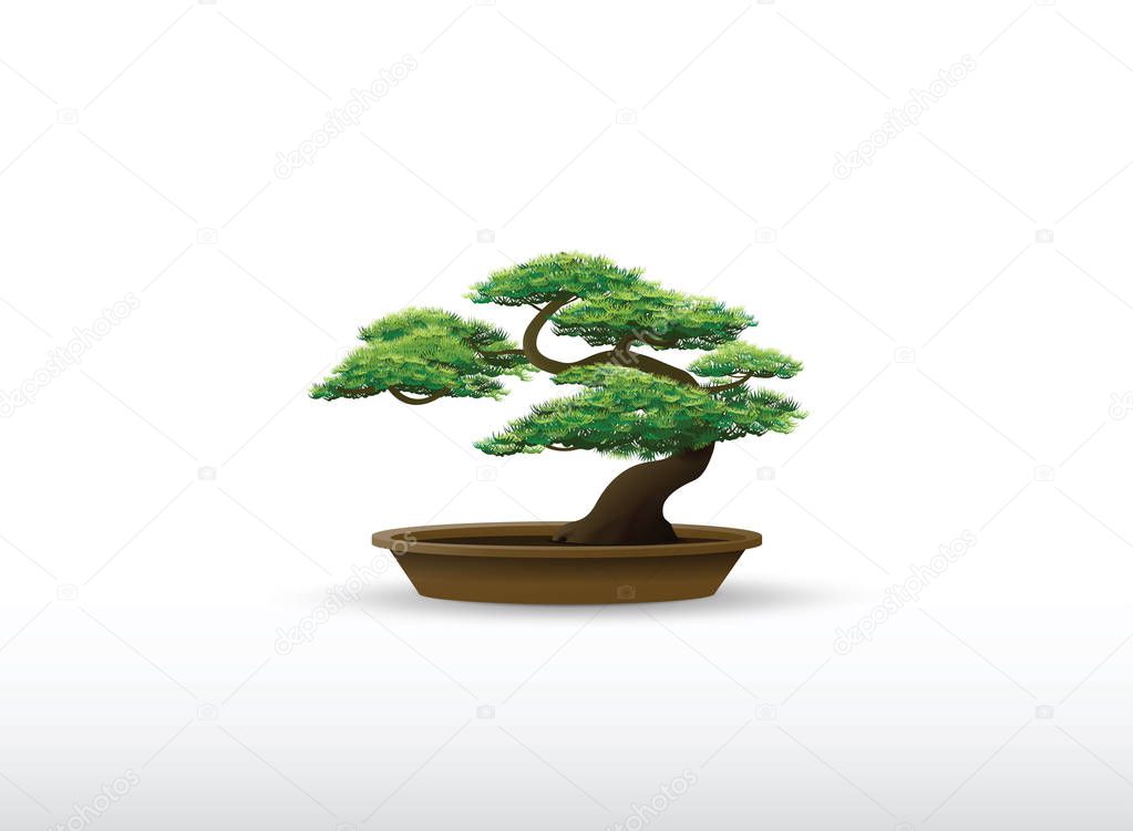 bonsai plant vector illustration