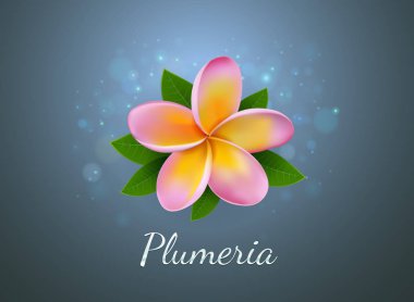 çiçek Plumeria illüstrasyon vektör gerçek stil