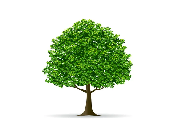 Δέντρο και φύλλο διάνυσμα — Διανυσματικό Αρχείο