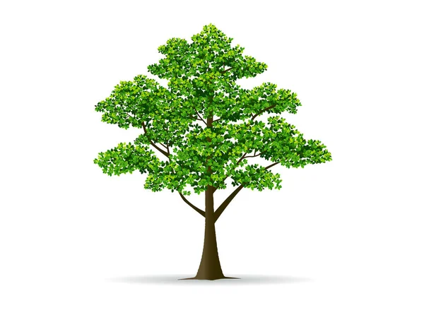 Árbol y hoja vector — Vector de stock