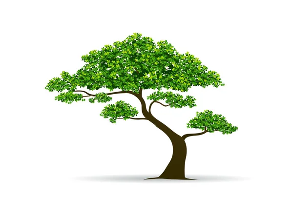 Árbol y hoja vector — Vector de stock