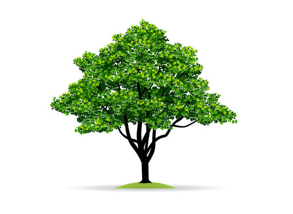 tree and leaf vector