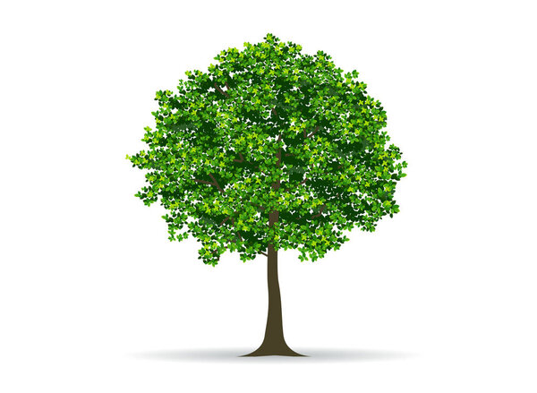 tree and leaf vector