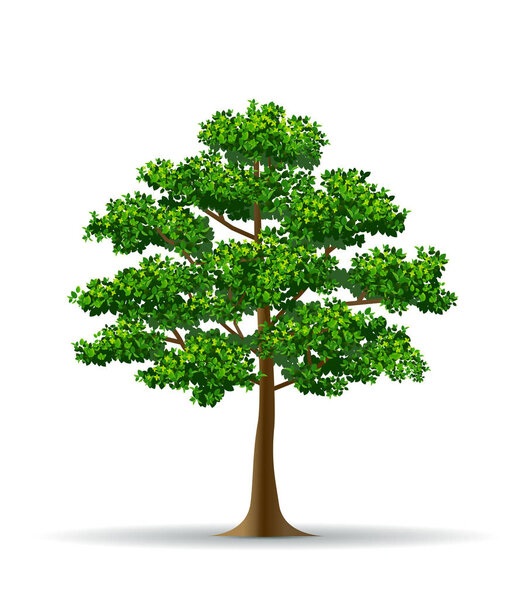 tree and leaf vector