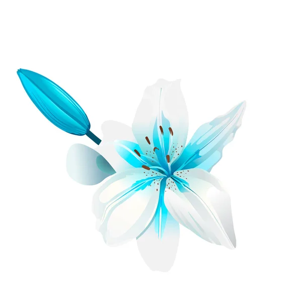 Piękny kwiat biały i niebieski. Na białym tle — Zdjęcie stockowe
