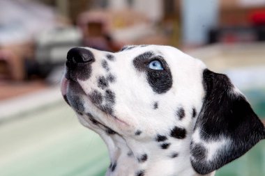Cucciolo di Dalmata con occhi celesti