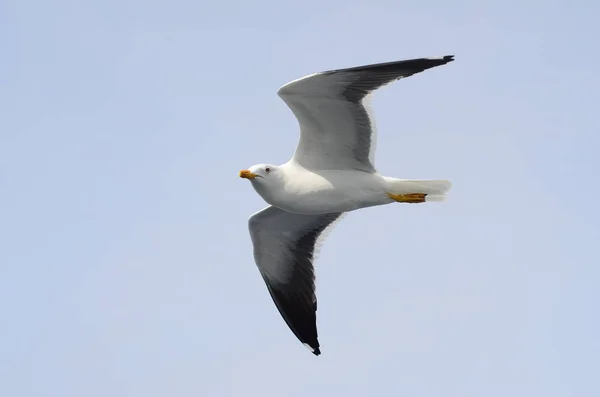 Gaivota voadora contra um céu nublado. Moscas do pássaro, fundo do céu . — Fotografia de Stock