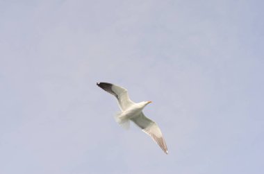 Bir bulutlu gökyüzü karşı uçan martı. Kuş uçar, gökyüzü arka plan. 