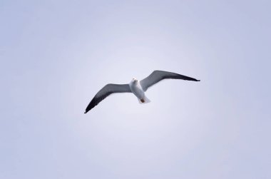 Bir bulutlu gökyüzü karşı uçan martı. Kuş uçar, gökyüzü arka plan. 