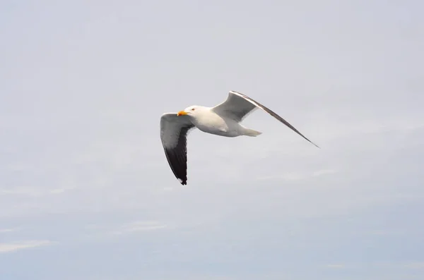 Gaivota voadora contra um céu nublado. Moscas do pássaro, fundo do céu . — Fotografia de Stock