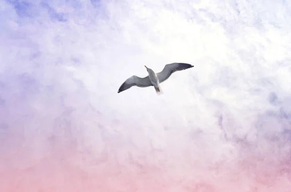Gaivota voadora contra um céu nublado. Moscas do pássaro, fundo do céu . — Fotografia de Stock