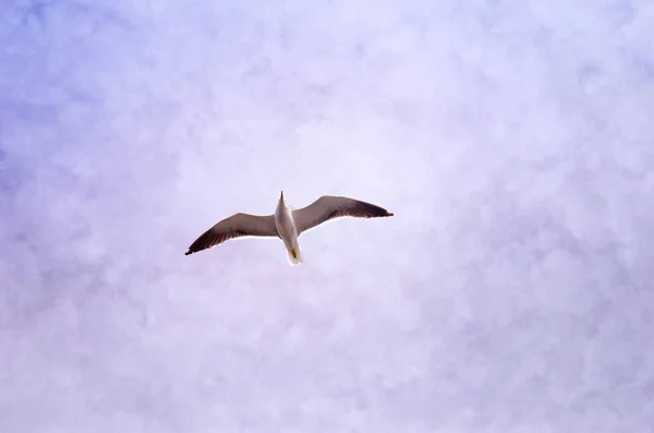 Gaivota voadora contra um céu nublado. Moscas do pássaro, fundo do céu . — Fotografia de Stock