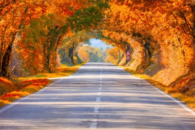 Sonbahar sonbahar yol manzara - gerçek ağaçlar tunne