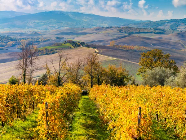 Aerial Autumn landscape - Golden Rows of Vineyard and beautiful — Stock Photo, Image