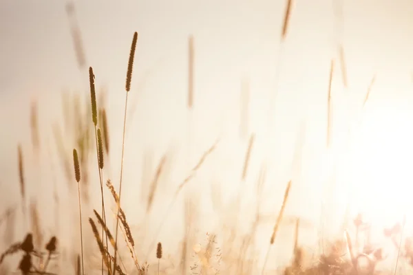 Vintage blommig äng naturen i tidig solig morgon — Stockfoto