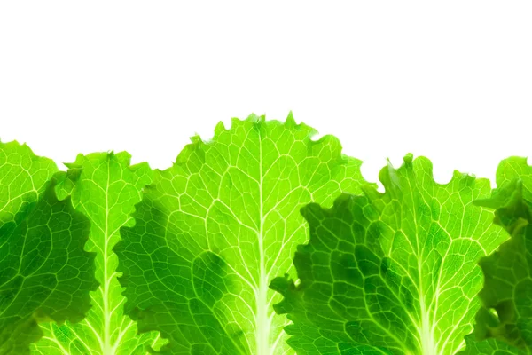 Fresh Lettuce Border /  leaves isolated on white — Stock Photo, Image