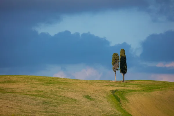 Två Tuscany cypresser träd över blå himmel och moln — Stockfoto