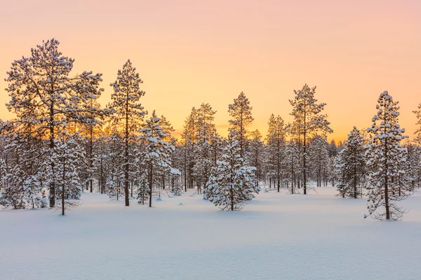 Puesta de sol en el bosque invernal, árboles y nieve —  Fotos de Stock