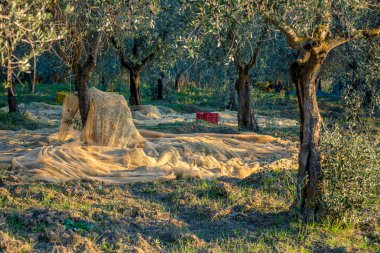 Zeytin ağaçları plantasyon içinde zaman hasat