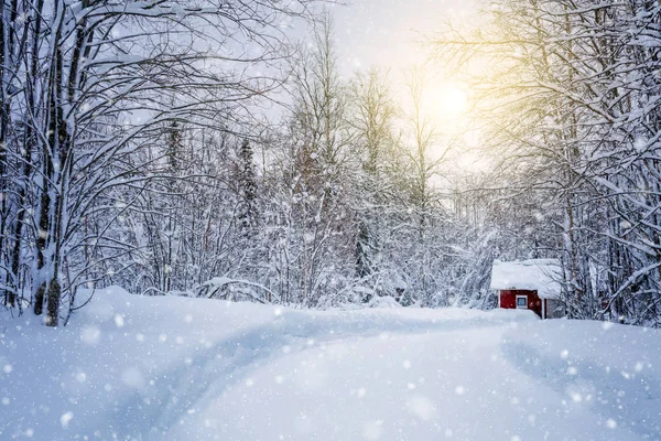 Floresta de inverno com estrada e luz solar, árvores grandes e neve — Fotografia de Stock