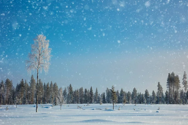 Fondo de paisaje de invierno con nieve y árbol helado — Foto de Stock