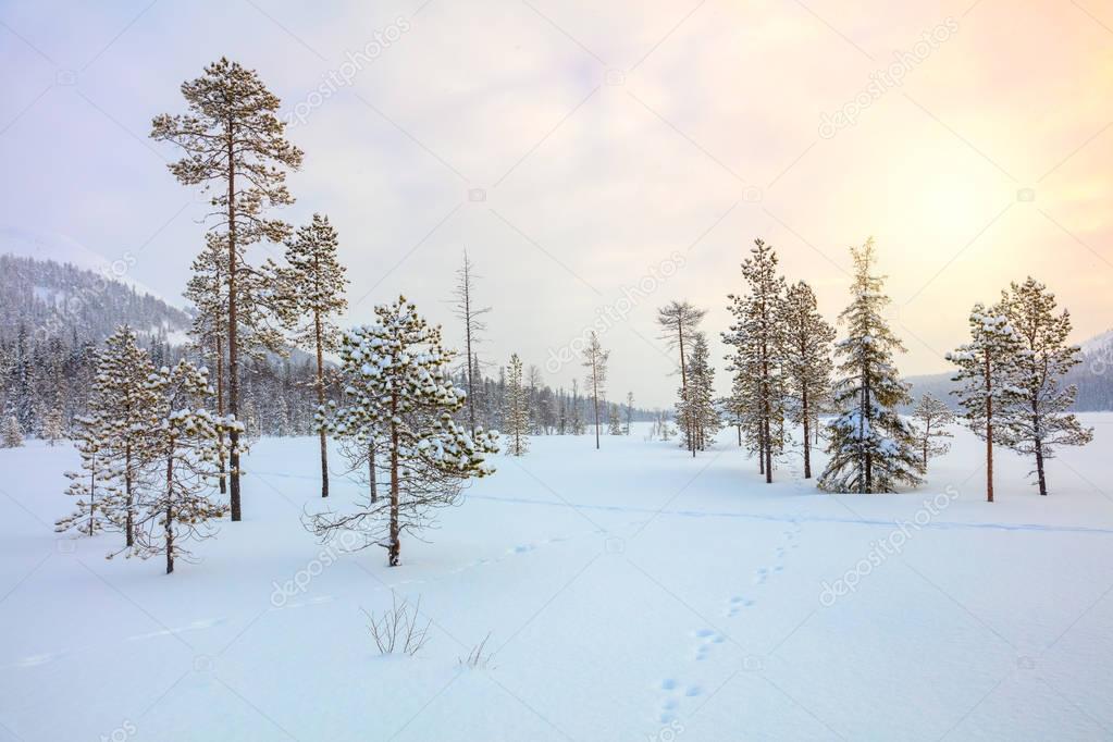 Snowy winter landscape - pine trees covered snow