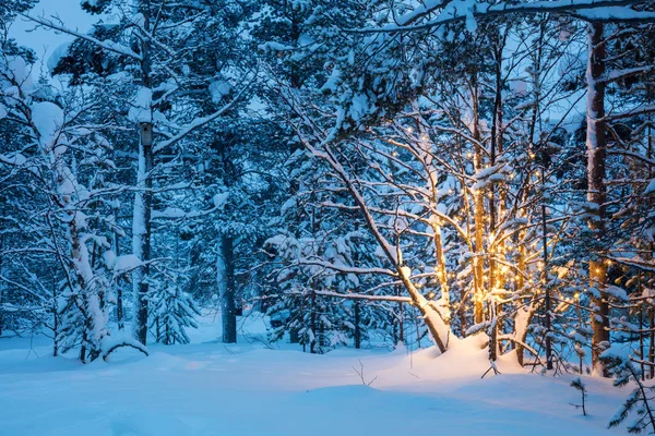 Julgran med garland lights i snörik vinter skog — Stockfoto