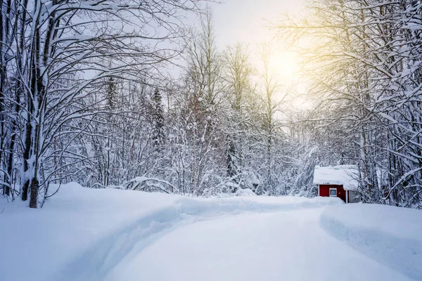 Foresta invernale con strada e luce solare, grandi alberi innevati — Foto Stock