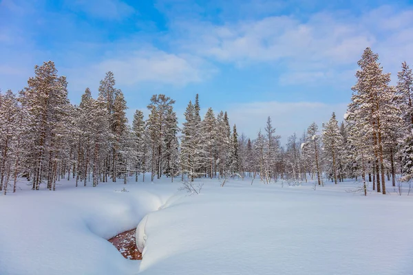 Winter forest landscape, big size — Stock Photo, Image