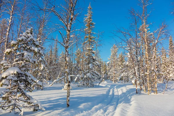 Sendero de esquí en el hermoso paisaje del bosque de invierno — Foto de Stock