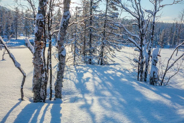 Зимний пейзаж со снегом, деревьями и тенями — стоковое фото