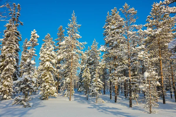 Прекрасный день - зимний лесной пейзаж, солнечная погода и снег — стоковое фото